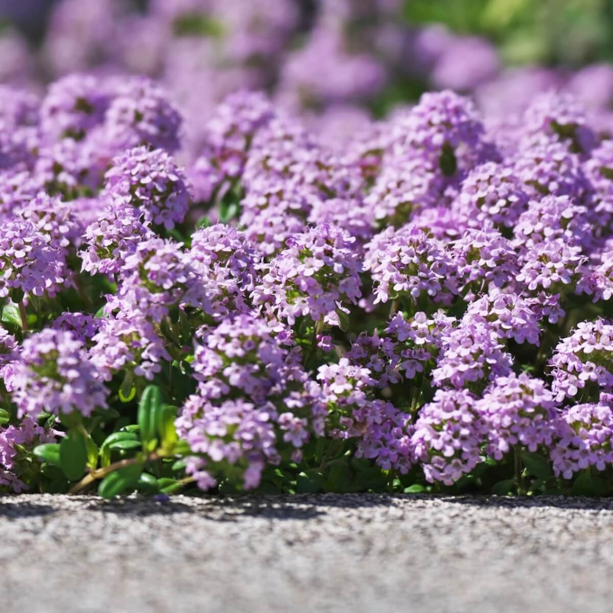 Purple Flower Thyme Seeds
