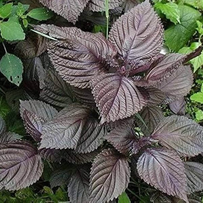 Purple Frutescens Perilla Seeds 