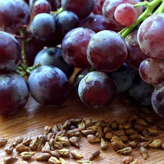 Purple Grape Seeds - heirloom fruit plant for home gardens