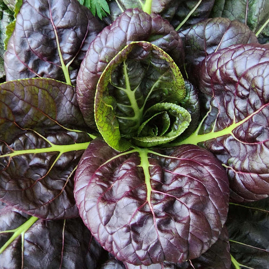 Purple Green Choi Bok Choy Seeds