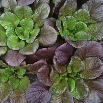 Purple Green Choi Bok Choy Seeds