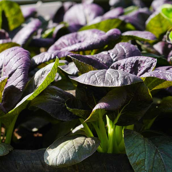 Purple Green Choi Bok Choy Seeds