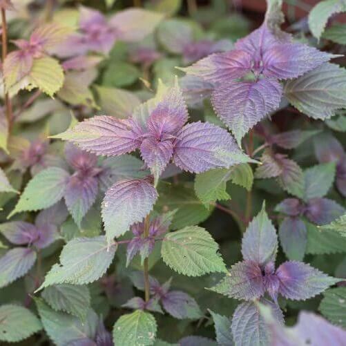 Purple&Green Perilla Seeds