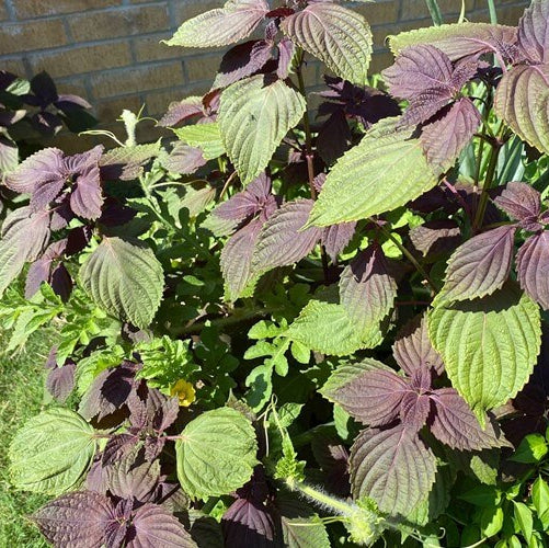 Purple & Green Shiso Seeds - Herbal Plant