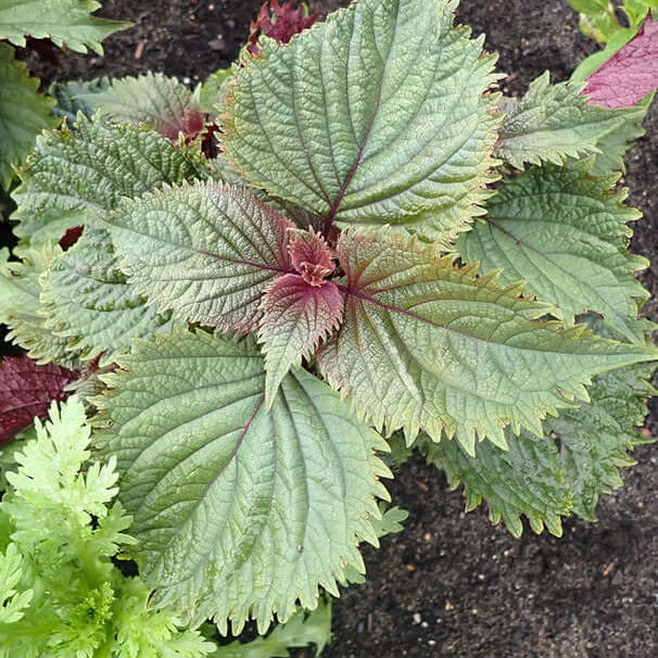 Purple & Green Shiso Seeds - Herbal Plant