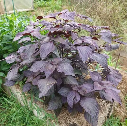 Purple & Green Shiso Seeds - Herbal Plant