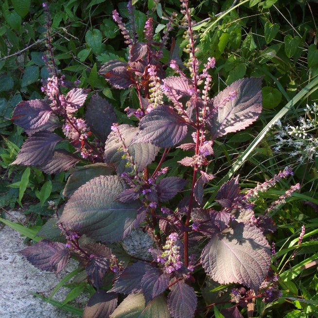 Purple & Green Shiso Seeds - Herbal Plant