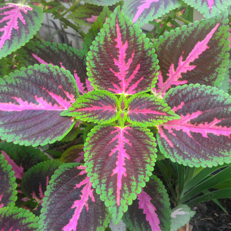 Purple & Green Shiso Seeds - Herbal Plant