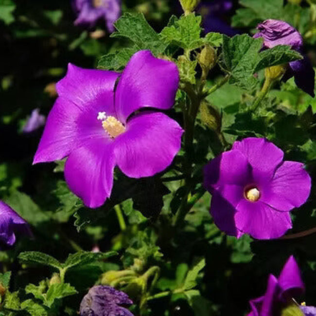 Purple Hibiscus Seeds
