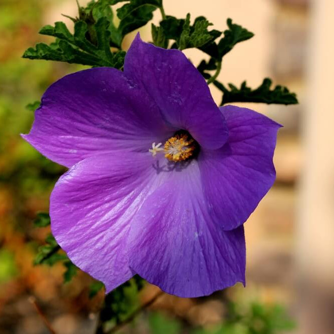 Purple Hibiscus Seeds