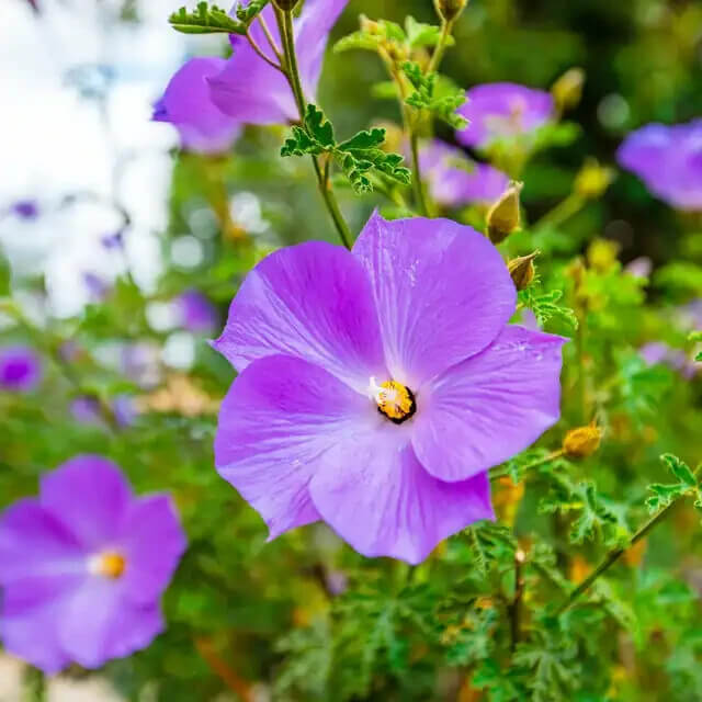 Purple Hibiscus Seeds