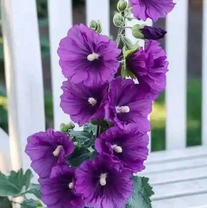 Purple Hollyhock Seeds - Heirloom Flower Plant for Home Gardens