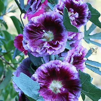 Purple Hollyhock Seeds - Heirloom Flower Plant for Home Gardens