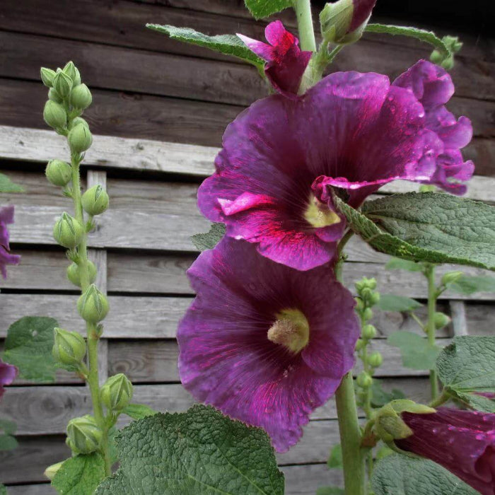 Purple Hollyhock Seeds - Heirloom Flower Plant for Home Gardens