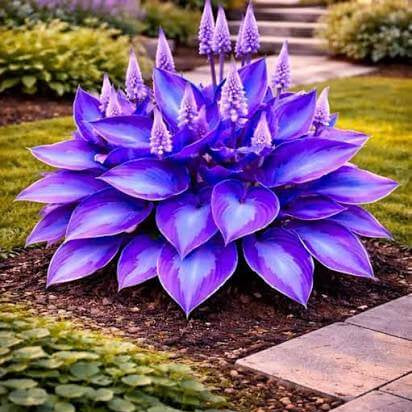 Purple Hosta Seeds - Heirloom Flower Plant for Home Gardens