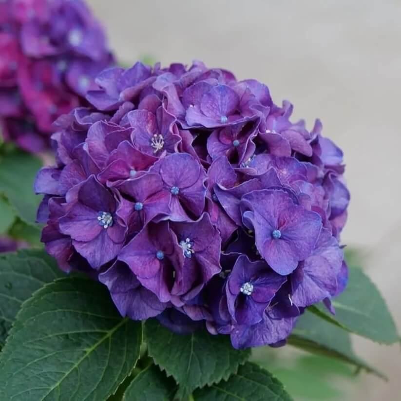 Purple Hydrangea Seeds - Heirloom Flower Plant for Home Gardens