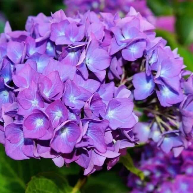 Purple Hydrangea Seeds - Heirloom Flower Plant for Home Gardens