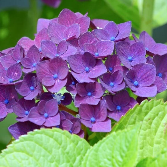 Purple Hydrangea Seeds - Heirloom Flower Plant for Home Gardens