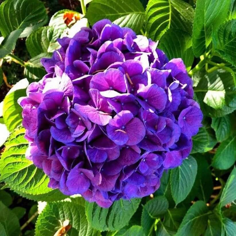 Purple Hydrangea Seeds - Heirloom Flower Plant for Home Gardens