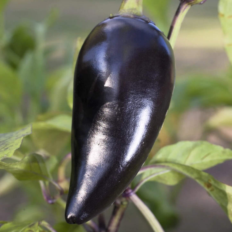 Purple Jalapeño Pepper Seeds - Vegetable Plant