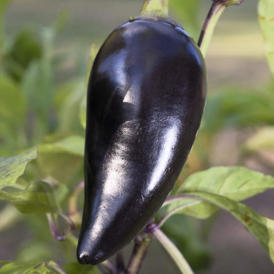 Purple Jalapeño Pepper Seeds - Vegetable Plant
