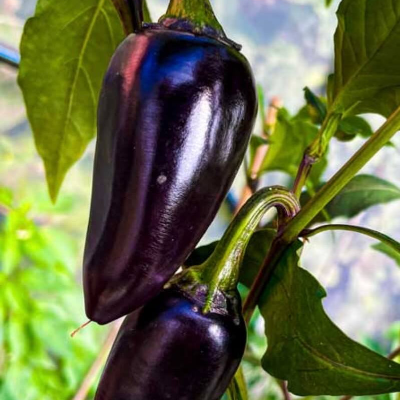 Purple Jalapeño Pepper Seeds - Vegetable Plant