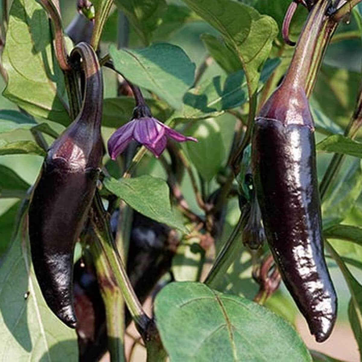 Purple Jalapeño Pepper Seeds - Vegetable Plant