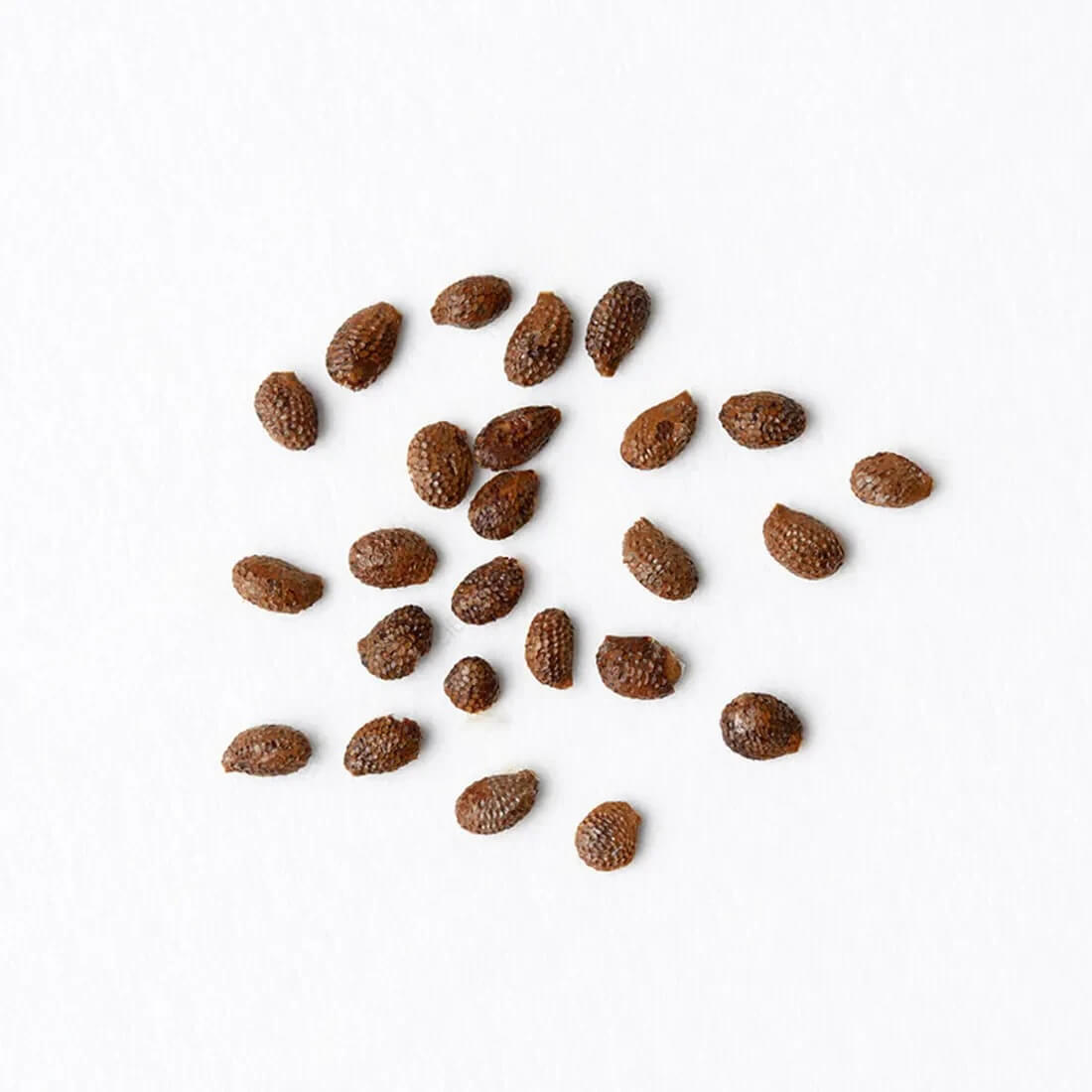 Purple Kiwi Seeds