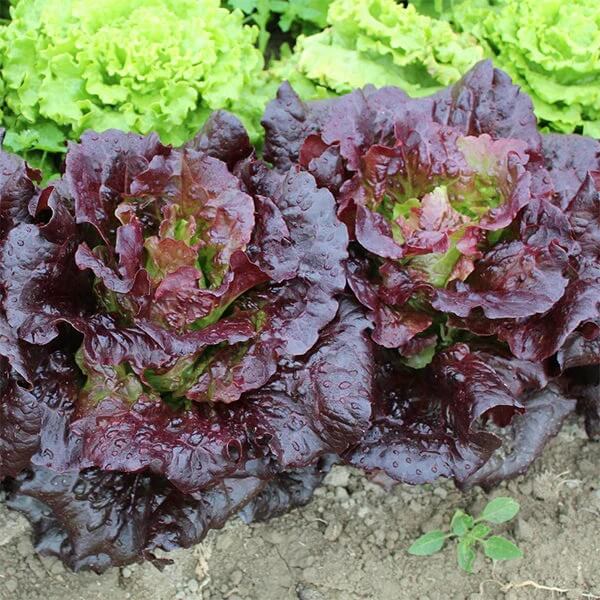 Purple Lettuce Seeds