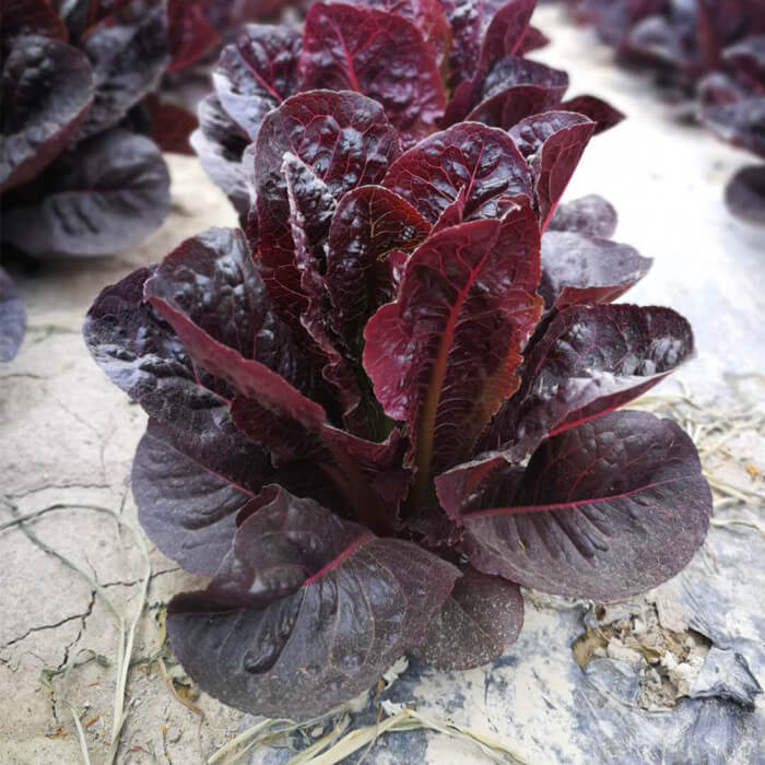 Purple Lettuce Seeds