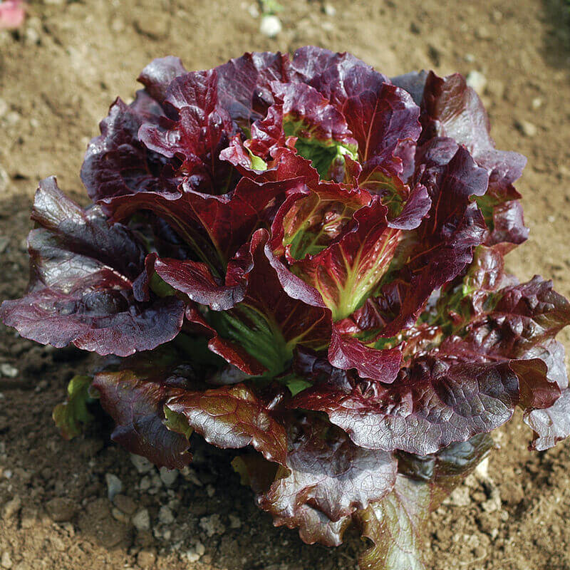 Purple Lettuce Seeds