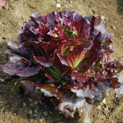 Purple Lettuce Seeds
