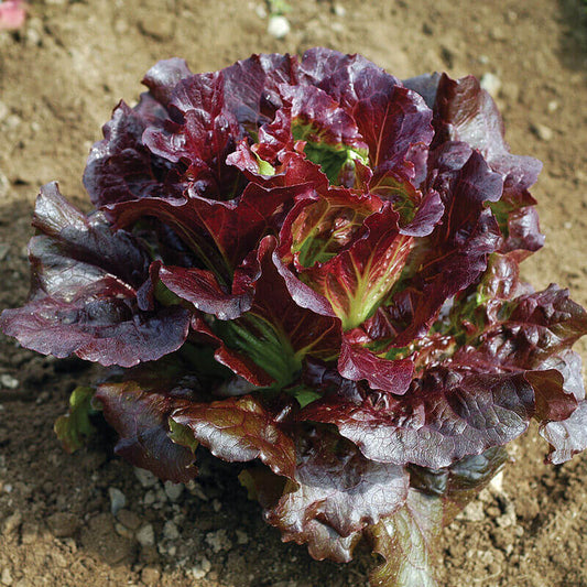Purple Lettuce Seeds