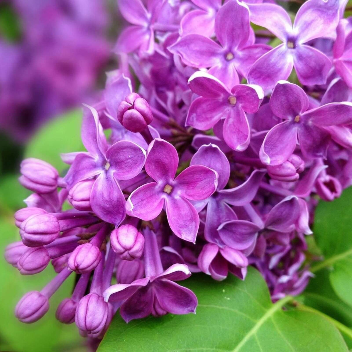 Purple Lilac Seeds