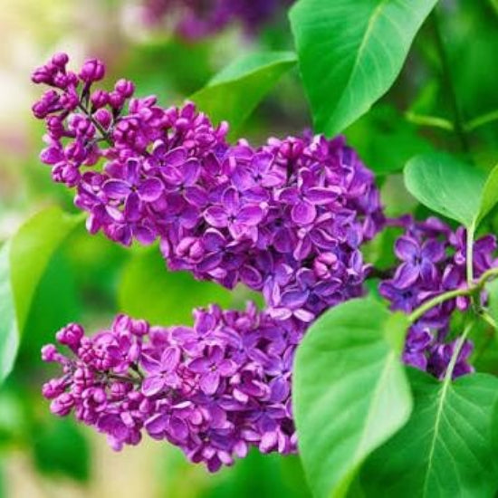 Purple Lilac Seeds