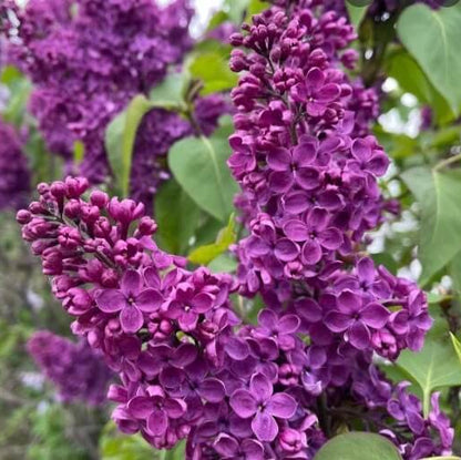 Purple Lilac Seeds