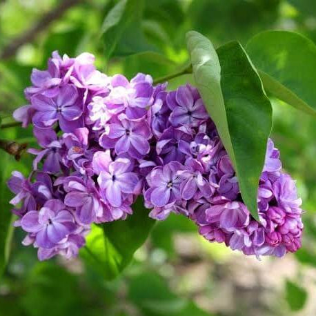 Purple Lilac Seeds