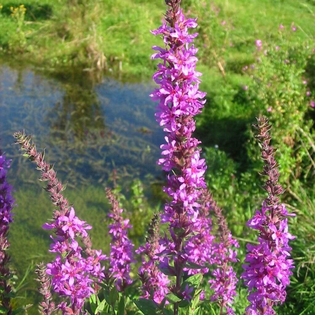 Purple Loosestrife Seeds - Flower Plant
