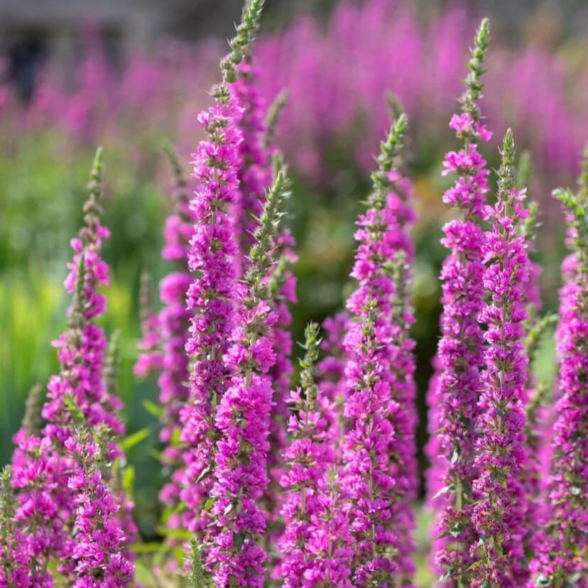 Purple Loosestrife Seeds - Flower Plant