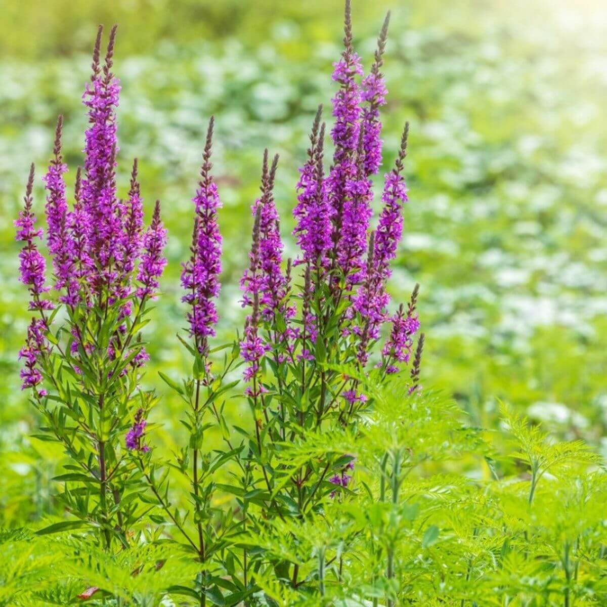 Purple Loosestrife Seeds - Flower Plant