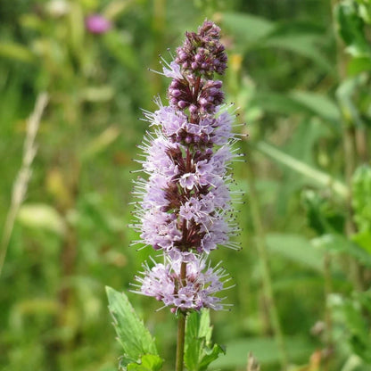 Purple Mint Seeds - Flower Plant