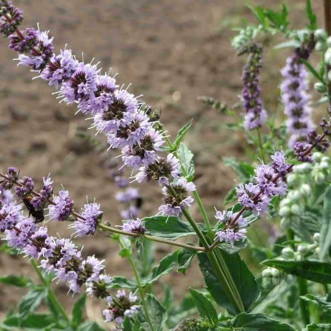 Purple Mint Seeds - Flower Plant