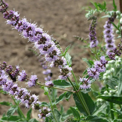 Purple Mint Seeds - Flower Plant