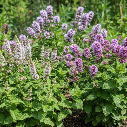 Purple Mint Seeds - Flower Plant