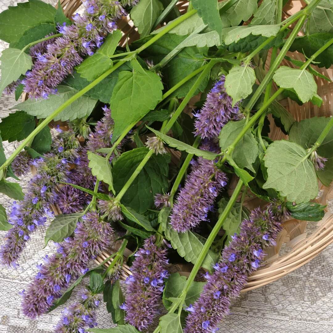 Purple Mint Seeds - Flower Plant