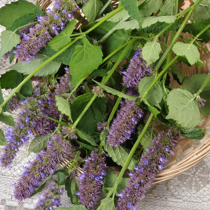 Purple Mint Seeds - Flower Plant