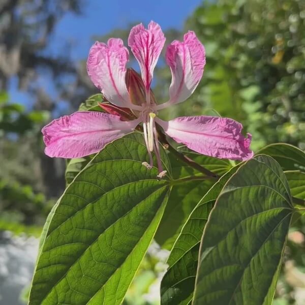 Purple Orchid Tree Seeds 