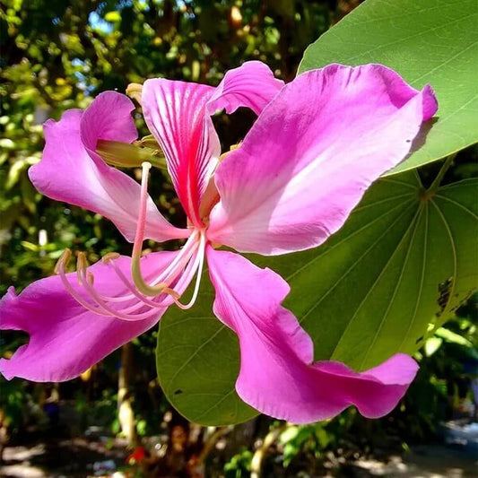 Purple Orchid Tree Seeds 