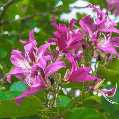 Purple Orchid Tree Seeds 