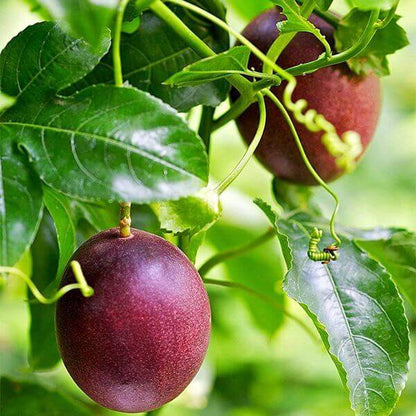 Purple Passion Fruit Seeds 